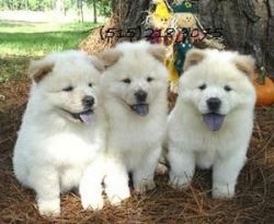 Chow Chow Puppies Ready