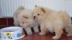 Outstandx Chow Chow pups Available