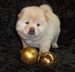 Creamy Chow Chow Puppies Ready To Go
