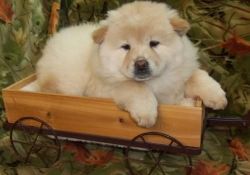 Chunky Chow chow puppies for sale