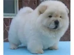 Chow Chow puppies for sale at xxx-xxx-93O7