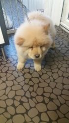 A.k.c. Registered Chow Chows Fully Vaccinated
