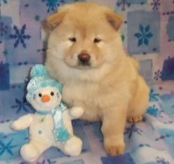 Akc Female And Male Chow Chow Puppies For Sale