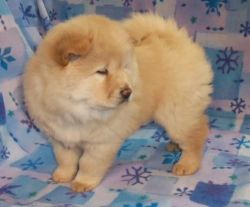 Cola chow chow puppies for sale