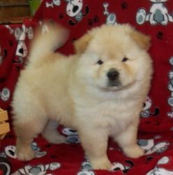 very cute chow chow puppies ready to go
