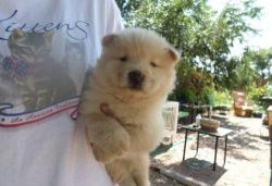 Akc Registered Chow Chow Pups For Sale