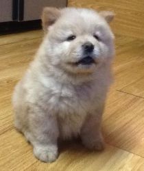 Cute Chow chow pups for sale