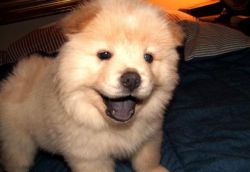 Chow Chow Puppies For Sale.