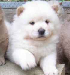 well socialized chow chow pups for sale