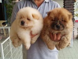 Akc Registered Chow-chow Puppies