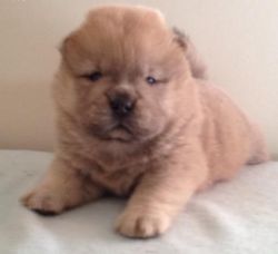 Adorable Chow Chow Puppies For Sale