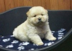 Registered (pure) Chow Chow Puppies For Rehoming