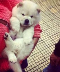 chow chow beauty for sale