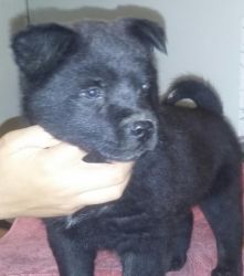 Morty a chow mix puppy