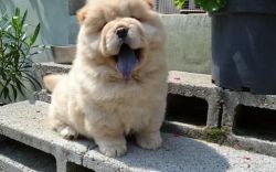 Chow Chow creamy puppy for sale