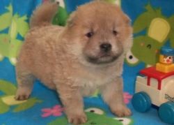 Leo Akc Female And Male Chow Chow Puppies