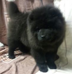 cuddly chow chow puppies for lil rehome fee