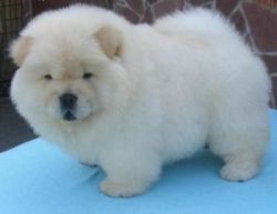 Healthy And Cute Chow Chow Puppies For Sale
