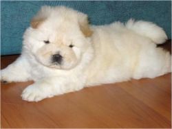 Cute Chow chow puppies