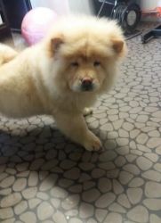 cute adorable chow chow ready now