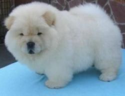 Affectionate Chow Chow Puppies for rehoming