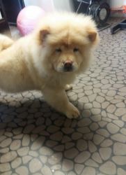 Affectionate Chow Chow Puppies For Sale