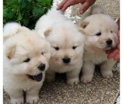 Chow Chow Puppy's For Sale