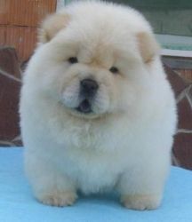 Chow chow puppies for adoption
