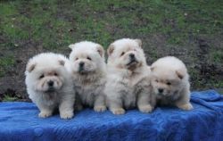 Socialized Chow Chow Puppies for sale
