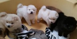 Registered Chow Chow puppies
