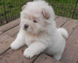 AKc Registered Chow Chow Puppies