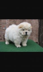 Beautiful chows awating lovely homes