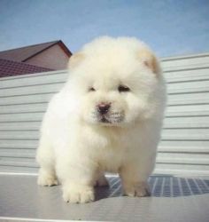 AKc Registered Chow Chow Puppies