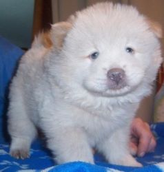 Pure-bred Chow Chow Puppies