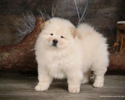 Stunning Akc Chow Chow Boy For Sale