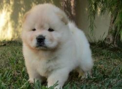 Beautiful Chow Chow Puppies 4 Gorgeous Available.