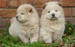 Chow chow puppies need a home!