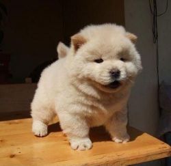 akc chow chow female puppies