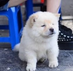 Adorable purebred akc reg chow chow pup