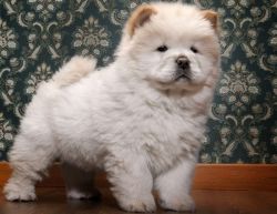 Sargent, Chow Chow 12 Weeks Available For Adoption