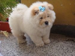 Chow Chow available for adoption