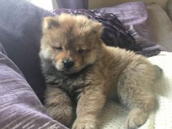 * Only 2 Left *chow Chow Puppies