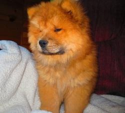 Two Top Class Chow Chow Puppies Available