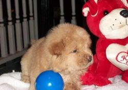 handsome Chow Chow puppies ready for adoption now