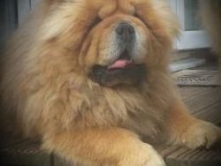 lovly chow chow puppy for lovly homes