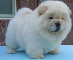 Playful Chow Chow Pups Available