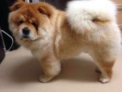 Proven chow Chow pup