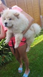 Cute Chow Chow for adoption