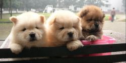 Healthy Chow Chow Puppies For Sale