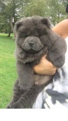 Lovely chow chow puppies available for sale.